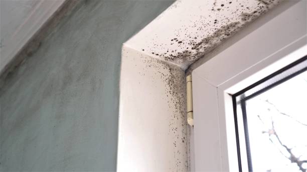 Best Emergency Mold Remediation in Muscatine, IA