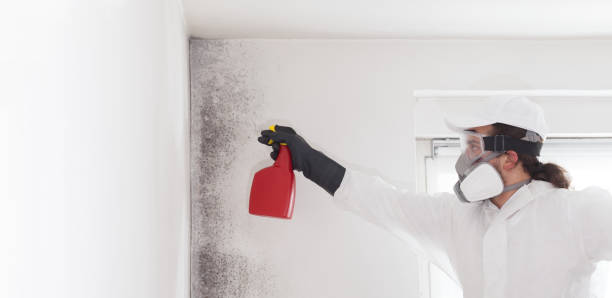 Best Residential Mold Remediation in Muscatine, IA