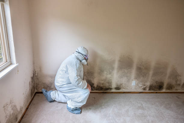 Best Commercial Mold Remediation in Muscatine, IA