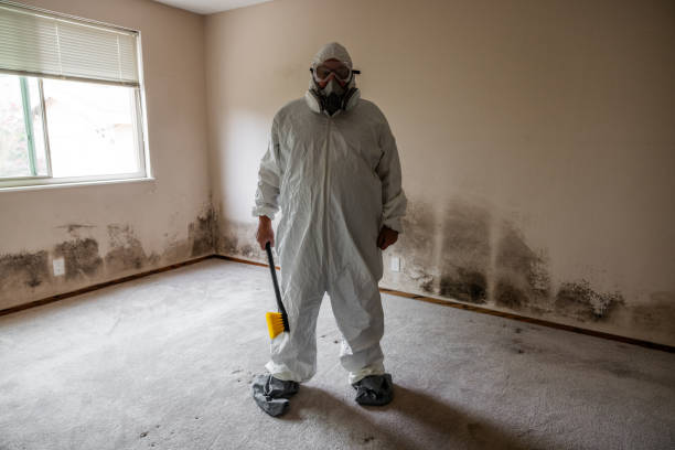 Best Health and Safety Mold Remediation in Muscatine, IA